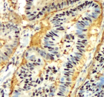 GAPDH antibody