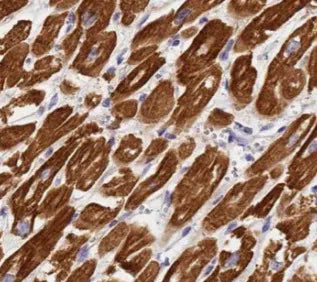 MYH7-specific antibody