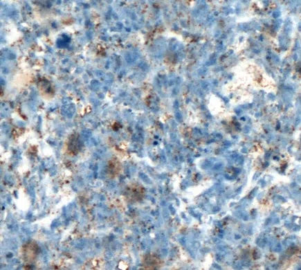 BGLAP antibody
