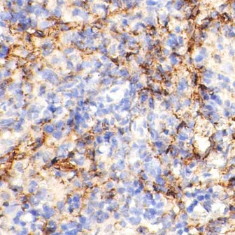 CD81 antibody