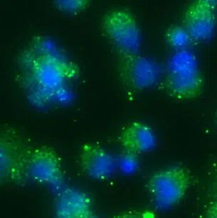 GJA1 antibody