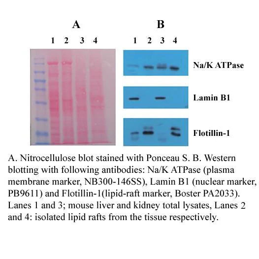 Minute™ Total Lipid Raft Isolation Kit for Mammalian Cells/Tissues