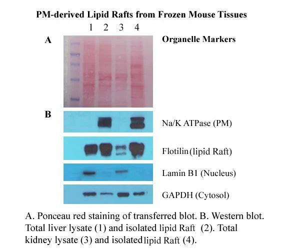 Minute™ Plasma Membrane-Derived Lipid Raft Isolation Kit