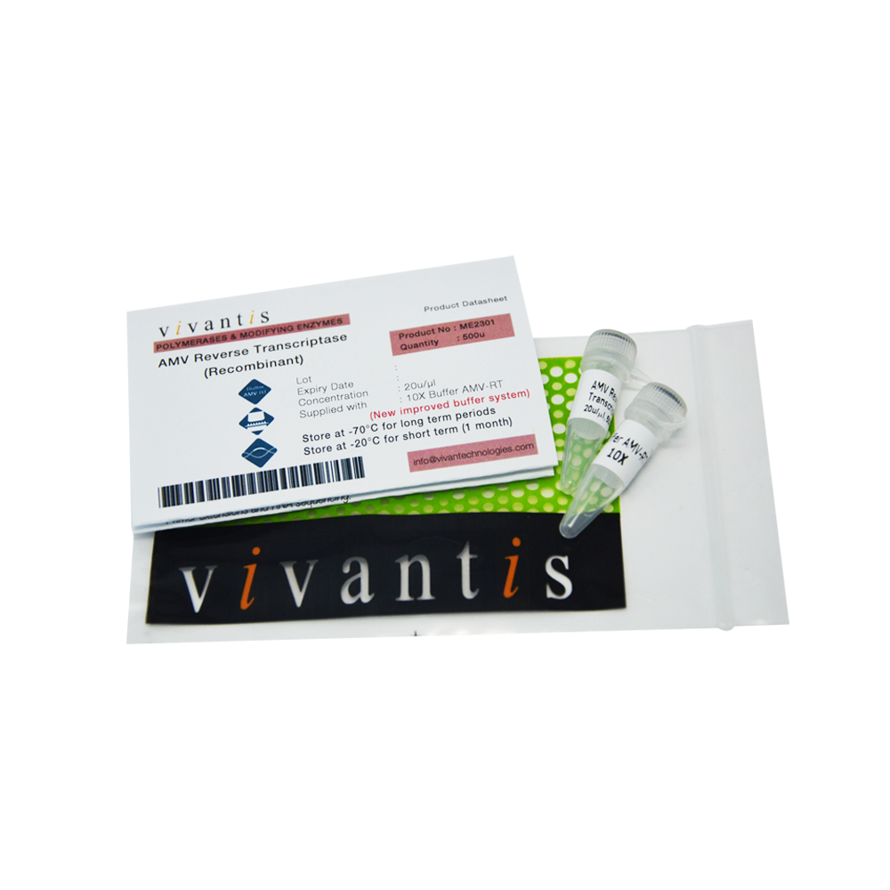 AMV Reverse Transcriptase (Recombinant)