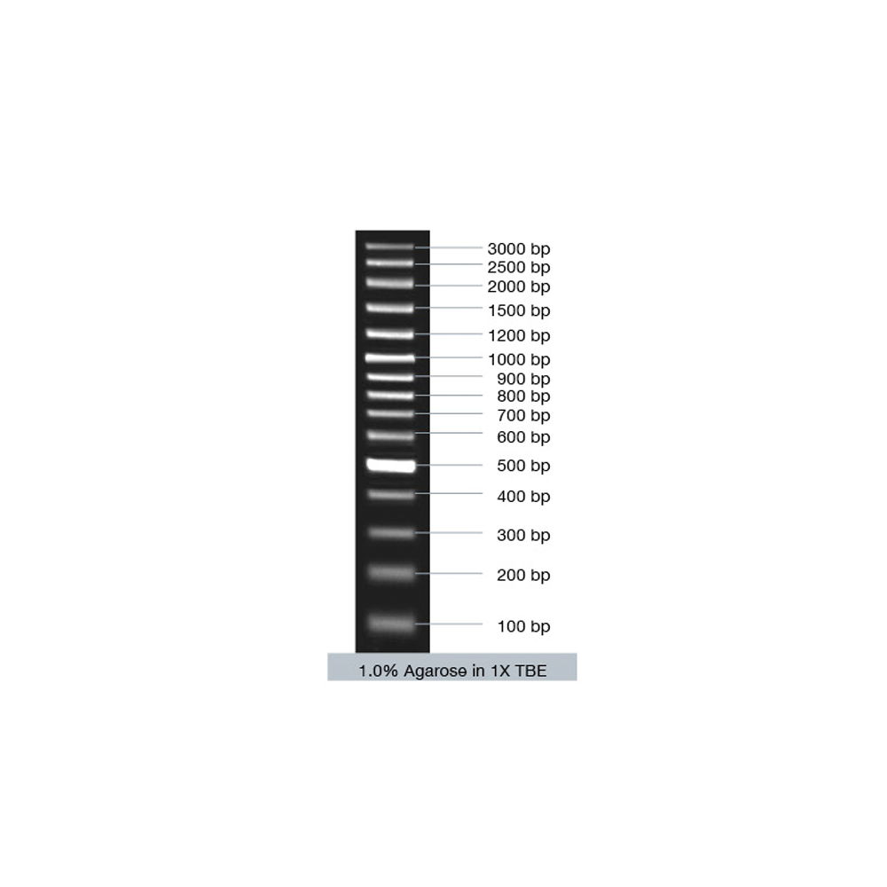 VC100bp Plus DNA Ladder (ready-to-use)