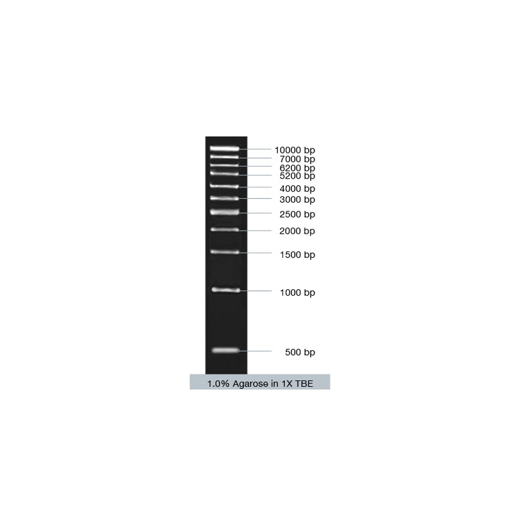 VC1kb DNA Ladder (ready-to-use)