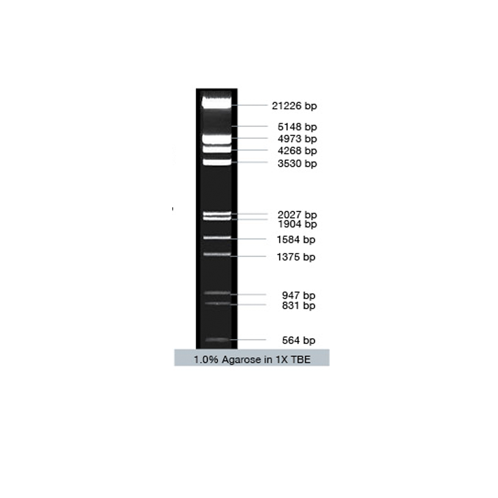 VC Lambda / EcoR I + Hind III Marker