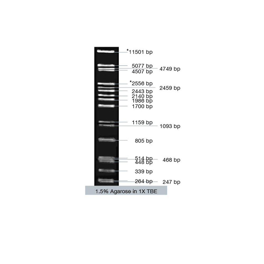 VC Lambda / Pst I Marker - Q2UB