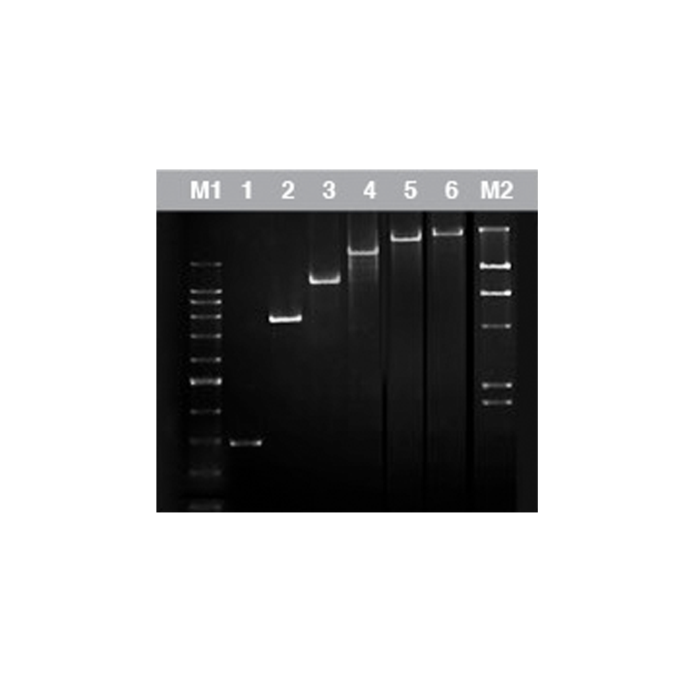 Chromo Taq DNA Polymerase (1U/µl) - Q2UB