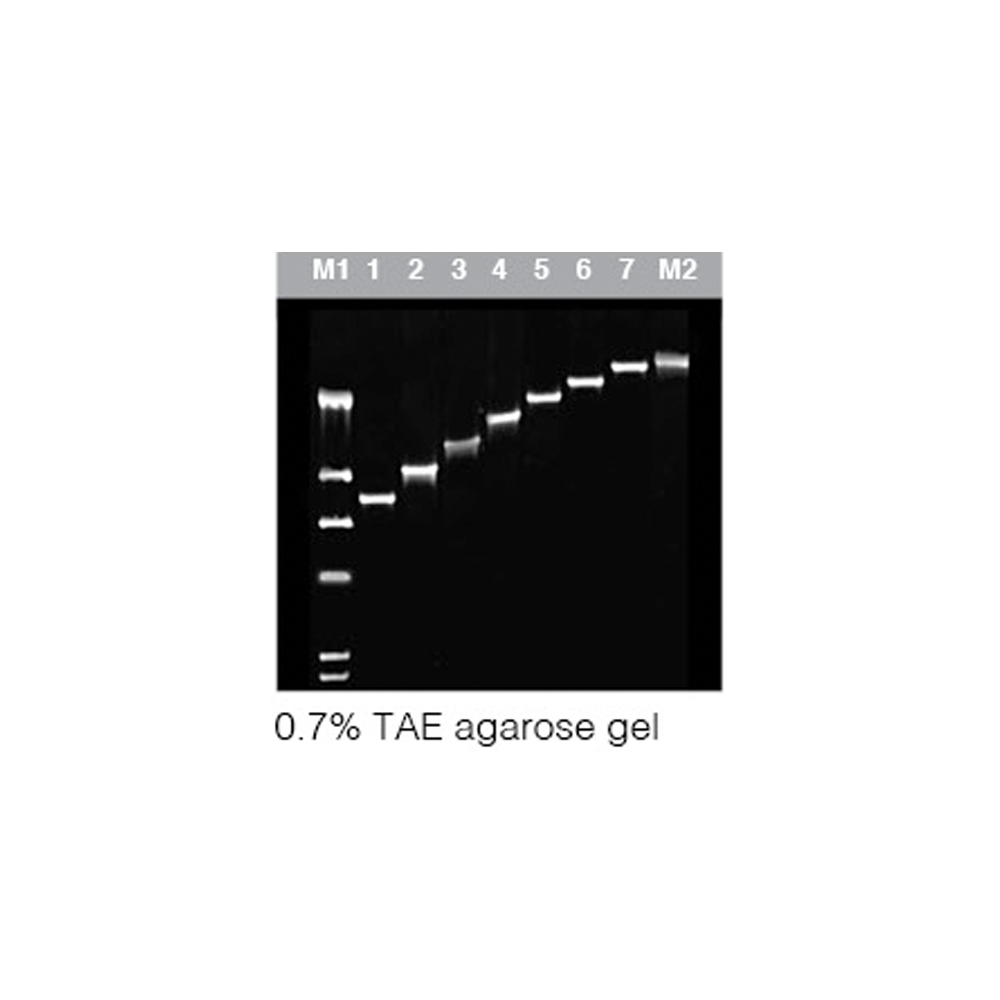 MaxTaq DNA Polymerase (5U/µl)