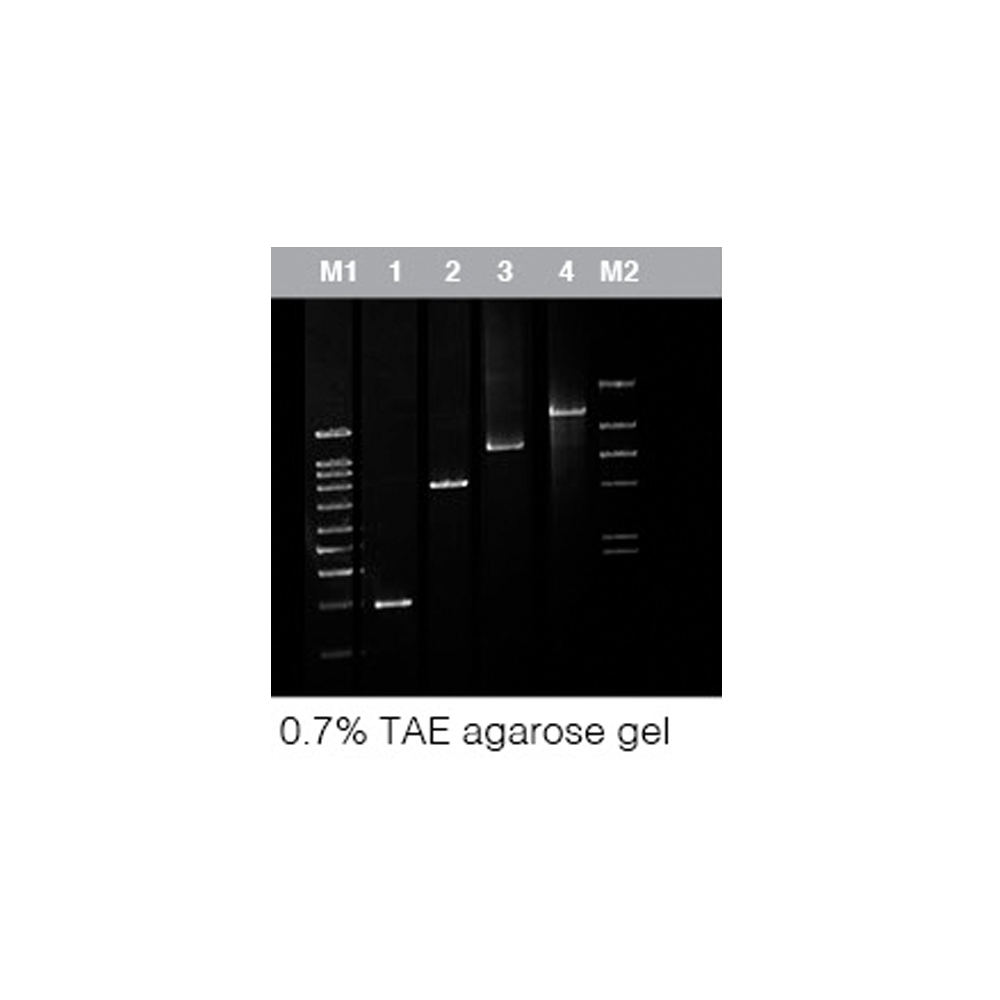 AtTaq DNA Polymerase (5U/µl)