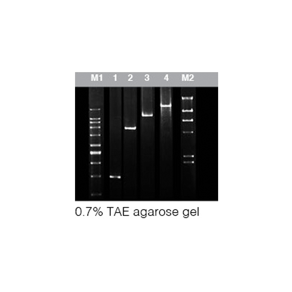 Chromo AtTaq DNA Polymerase (1U/µl) - Q2UB