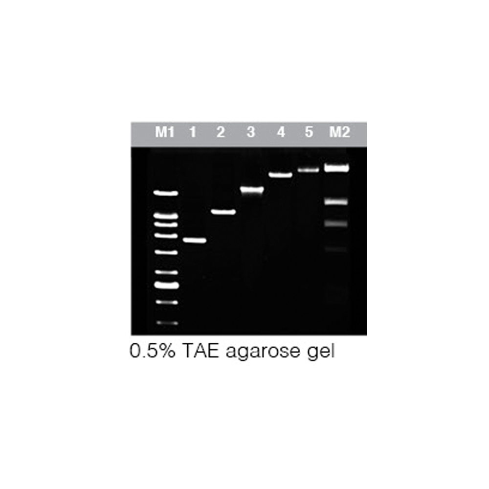 AtMax Taq DNA Polymerase (2.5U/µl)