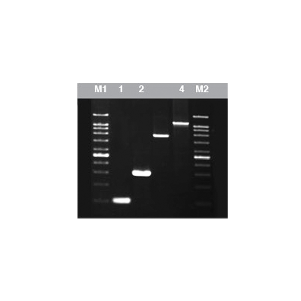 Pfu DNA Polymerase (5U/µl)