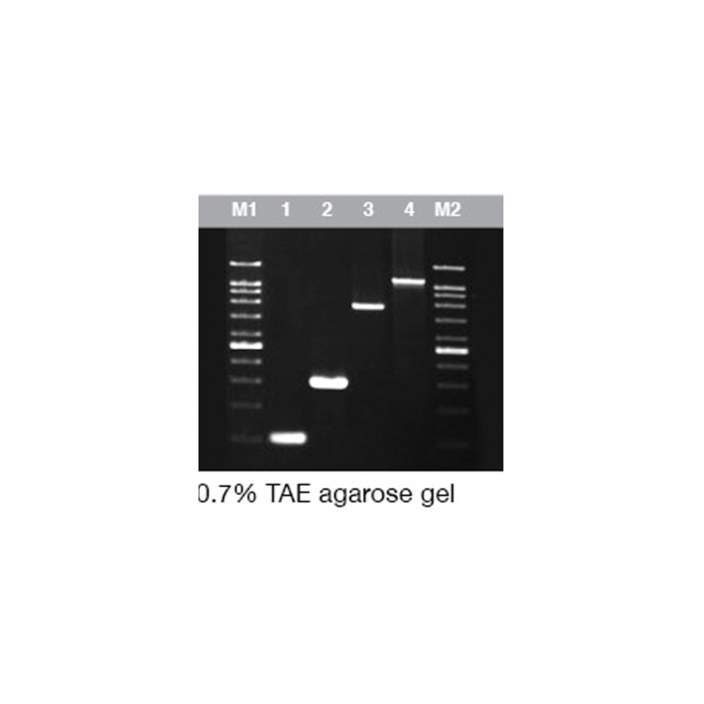 Chromo Pfu DNA Polymerase (1U/µl) - Q2UB