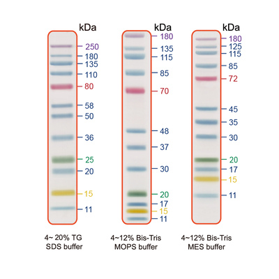 NEXT 12 Prestained Protein Ladder (12 bands, 5 colors)