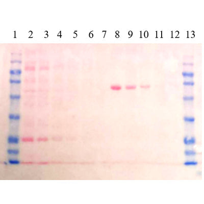 Ponceau S Protein Staining Solution