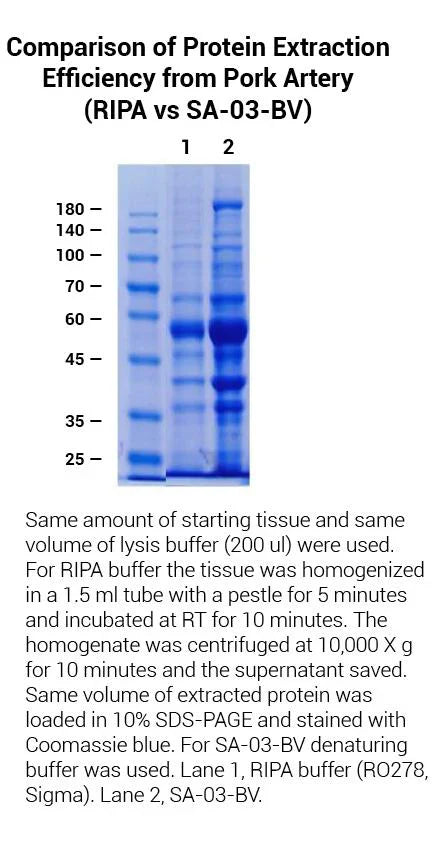 MinuteTM Total Protein Extraction Kit for Blood Vessels