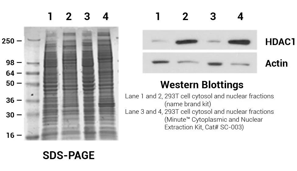Minute TM Cytoplasmic and Nuclear Fractionation kit