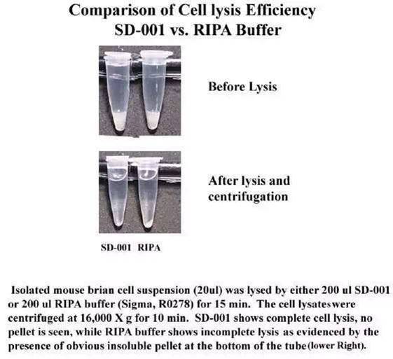 Minute TM Total Protein Extraction Kit for Animal Cultured Cells/Tissues