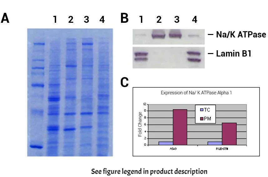 Minute TM Plasma Membrane Protein Isolation Kit