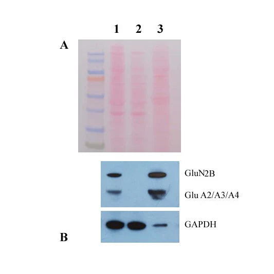 MinuteTM Synaptosome Isolation Kit