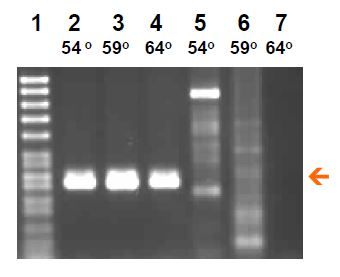 BioStab PCR Optimizer - Q2UB