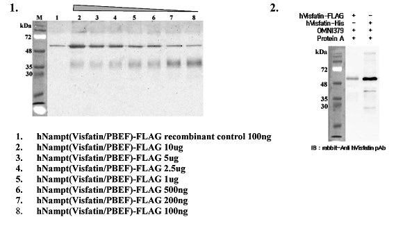 anti-Nampt (Visfatin/PBEF), mAb (OMNI379)
