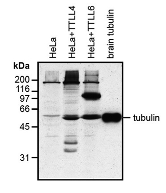 anti-Polyglutamylation Modification, mAb (GT335)