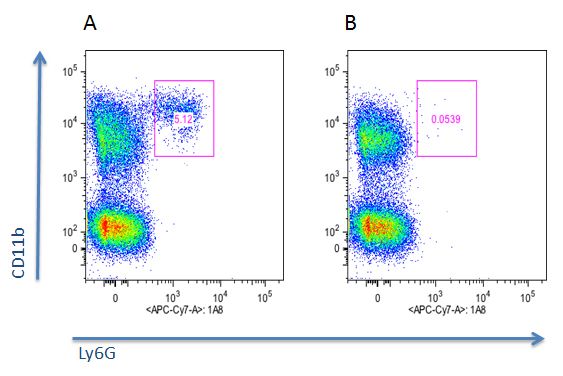 anti-Neutrophils (mouse), mAb (blocking) (Nimp-R14) (preservative free)