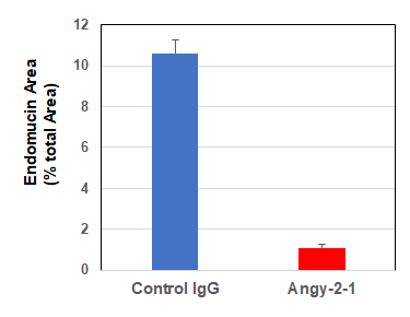 anti-Angiopoietin-2, mAb (rec.) (blocking) (Angy-2-1) (preservative free)