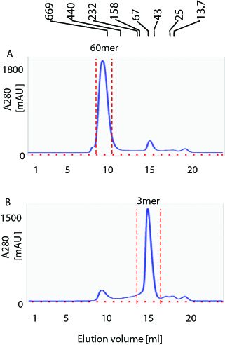 BAFF, Soluble (human) (60-mer) (rec.) (highly active)
