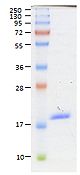 BAFF, Soluble (human) (60-mer) (rec.) (highly active) - Q2UB