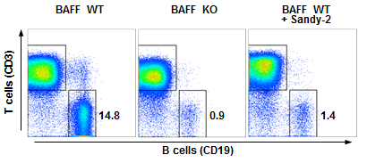 anti-BAFF (mouse), mAb (blocking) (Sandy-2) (preservative free)