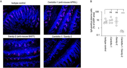 anti-BAFF (mouse), mAb (blocking) (Sandy-2) (preservative free)