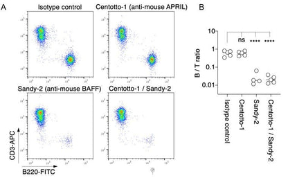 anti-BAFF (mouse), mAb (blocking) (Sandy-2) (preservative free)