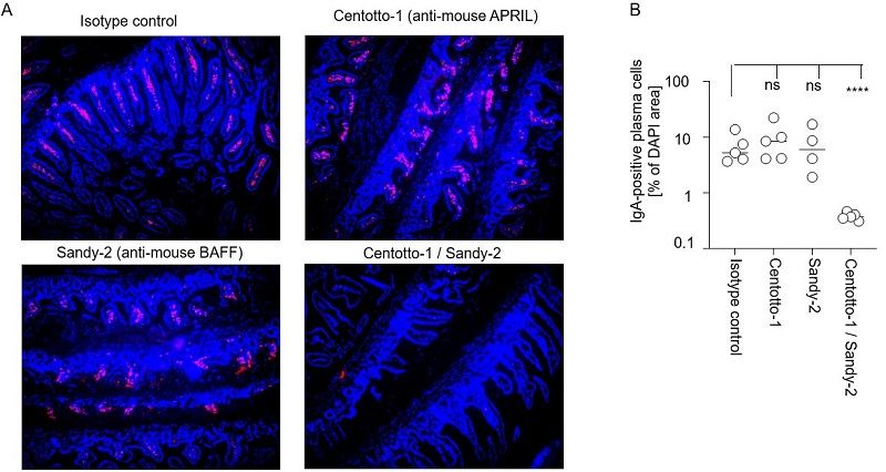 anti-APRIL (mouse), mAb (blocking) (Centotto-1) (preservative free)