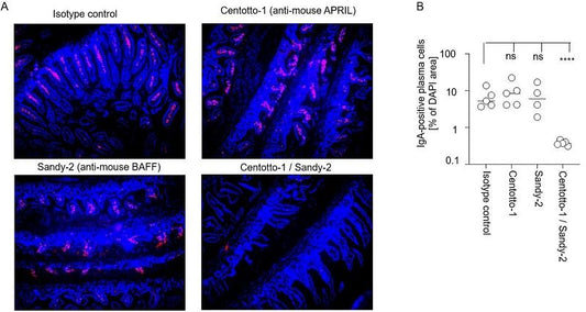 anti-APRIL (mouse), mAb (blocking) (Centotto-1) (preservative free)