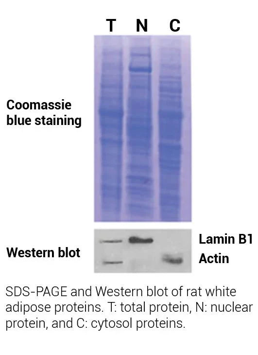 MinuteTM Nuclei and Cytosol Isolation Kit for Adipose Tissues