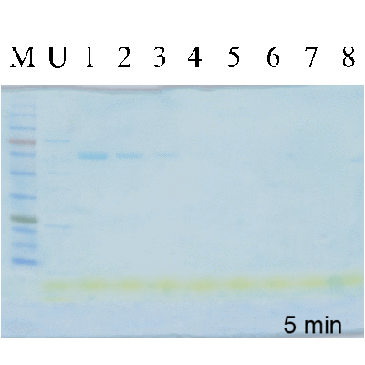 COOMASSIEnano Protein Staining Solution, 500ml