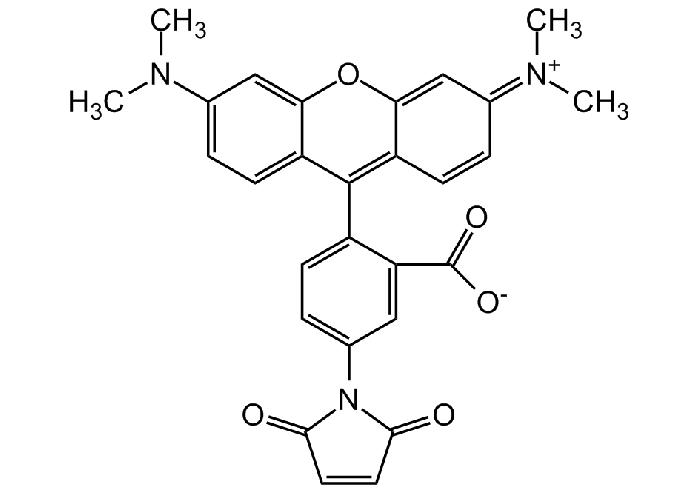 Tetramethylrhodamine-5-maleimide