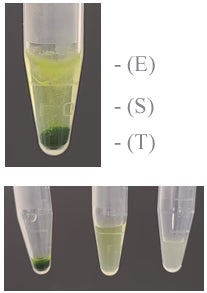 MinuteTM Thylakoid Enrichment and Chloroplast Fractionation Kit