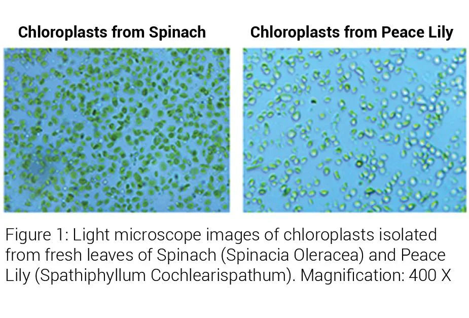 Minute TM Chloroplast Isolation Kit