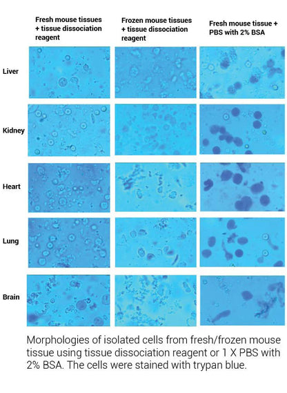 MinuteTM Cell Suspension Isolation from Fresh/Frozen Tissues