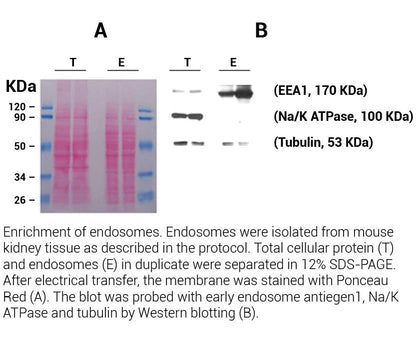 MinuteTM Endosome Isolation and Cell Fractionation Kit