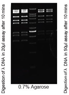 Bsp19I - Q2UB