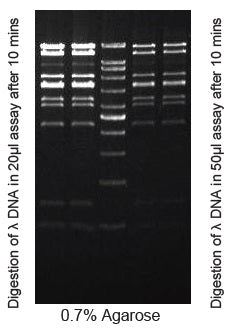 HpaI - Q2UB
