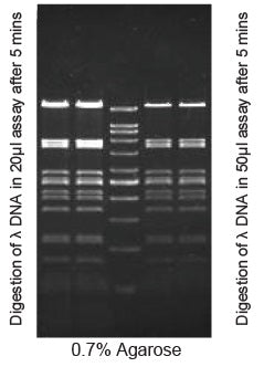 PstI - Q2UB