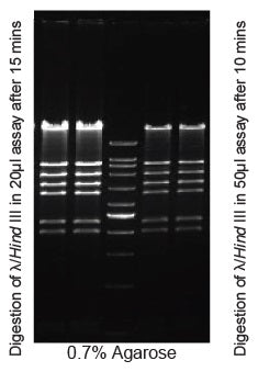 SalI - Q2UB