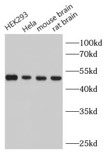 alpha Tubulin antibody